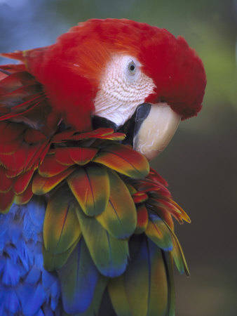 Scarlet Macaw, Central America by Brian Kenney Pricing Limited Edition Print image