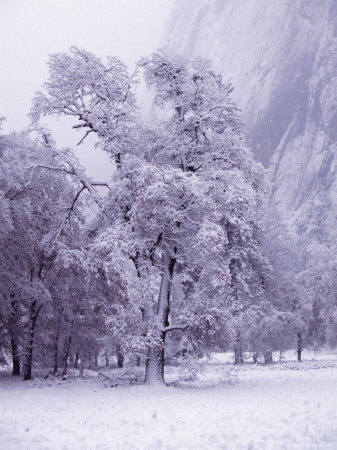 Winter Landscape,Yosemite National Park, California, Usa by Lee Foster Pricing Limited Edition Print image