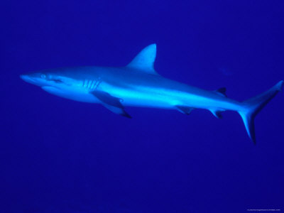 Grey Reef Shark (Carcharhinus Amblyrhynchos), Great Barrier Reef, Queensland, Australia by Michael Aw Pricing Limited Edition Print image