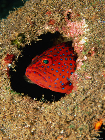 Coral Rock Cod (Cephalopholis Miniata) Looking Through Hole, Maldives by Michael Aw Pricing Limited Edition Print image
