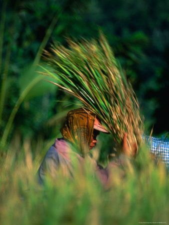 Woman Harvesting Rice, Indonesia by Jerry Alexander Pricing Limited Edition Print image