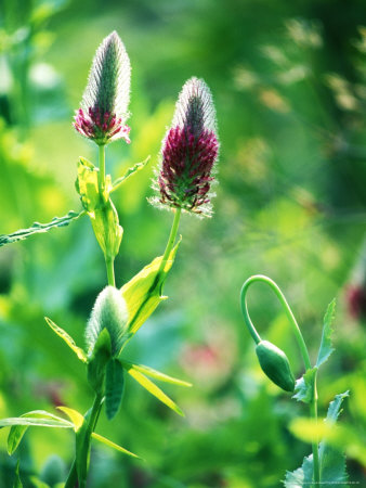 Trifolium (Clover) Rubens And Poppy (Papaver) by Fiona Mcleod Pricing Limited Edition Print image