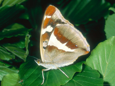 Purple Emperor, Male, Underside Of Wing by Terry Button Pricing Limited Edition Print image