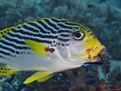 Lined Sweetlips, With Cleaner Wrasse, Malaysia by David B. Fleetham Pricing Limited Edition Print image