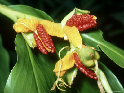 Ginger, Rainforest, Indonesia by Michael Fogden Pricing Limited Edition Print image