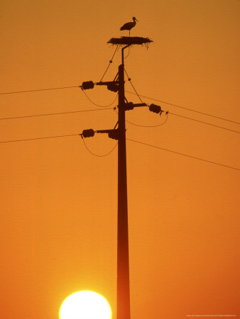 White Stork, Nesting At Sunset, Portugal by Paulo De Oliveira Pricing Limited Edition Print image