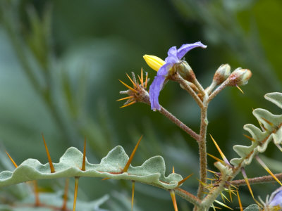 Solanum Pyracantha, Flower And Spines Of A Tropical Nightshade by Bob Gibbons Pricing Limited Edition Print image