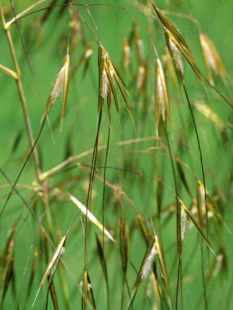 Stipa Gigantea (Golden Oats) by Fiona Mcleod Pricing Limited Edition Print image