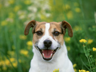 Jack Russel Terrier by Alan And Sandy Carey Pricing Limited Edition Print image