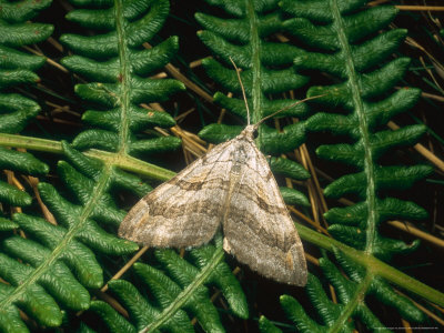 Lesser Treble-Bar Moth, Imago At Rest, Nottinghamshire, Uk by David Fox Pricing Limited Edition Print image