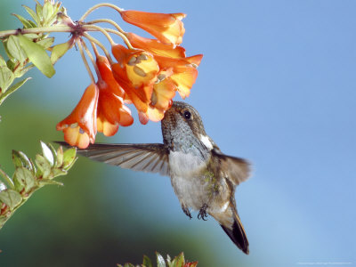 Volcano Hummingbird, Male At A Climbing Lily, Forest Edge, 800M, Costa Rica by Michael Fogden Pricing Limited Edition Print image