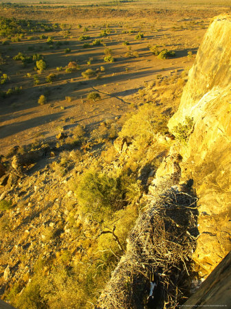 Black Eagle, Birds Eye View From Nest, Northern Tuli Game Reserve, Botswana by Roger De La Harpe Pricing Limited Edition Print image