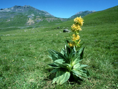 Great Yellow Gentian, Pyrenees by Tom Leach Pricing Limited Edition Print image