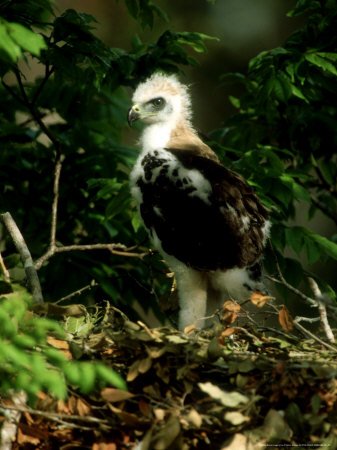 Ornate Hawk-Eagle, Chick, Mexico by Patricio Robles Gil Pricing Limited Edition Print image