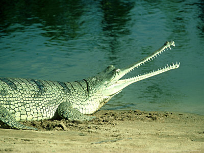 Gharial, Madras, India by Chris Perrins Pricing Limited Edition Print image