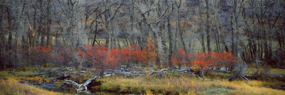 Wetlands, Riparian Area, Buzzard Creek, Colorado by Robert Kurtzman Pricing Limited Edition Print image