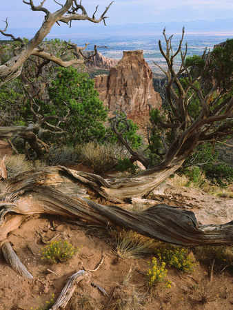 Dead And Living Trees With Sandstone Formations Behind, Western Usa by Robert Kurtzman Pricing Limited Edition Print image