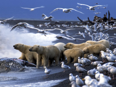Polar Bears Gather Around Gray Whale Carcass, North Slope, Alaska, Usa by Howie Garber Pricing Limited Edition Print image