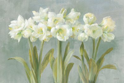 White Amaryllis by Danhui Nai Pricing Limited Edition Print image