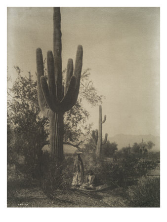 The Sahuaro Harvest, Pima by Edward S. Curtis Pricing Limited Edition Print image