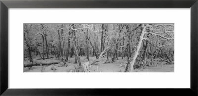 Snow Covered Trees In A Forest, Alberta, Canada by Panoramic Images Pricing Limited Edition Print image