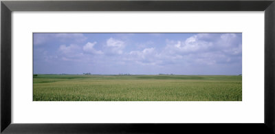 Cornfields, Iowa, Usa by Panoramic Images Pricing Limited Edition Print image
