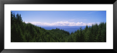 Pine Trees In A Forest, Strait Of Juan De Fuca, Vancouver Island, British Columbia, Canada by Panoramic Images Pricing Limited Edition Print image