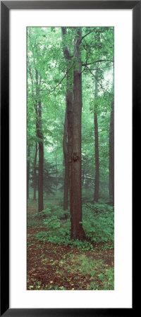 Trees In A Rainforest by Panoramic Images Pricing Limited Edition Print image