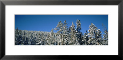 Trees, Winter Park Resort, Colorado, Usa by Panoramic Images Pricing Limited Edition Print image