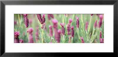 Italian Lavender by Panoramic Images Pricing Limited Edition Print image