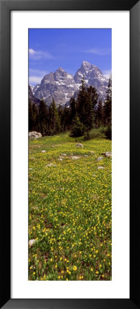 Glacier Lilies On A Field, North Folk Cascade Canyon, Grand Teton National Park, Wyoming, Usa by Panoramic Images Pricing Limited Edition Print image