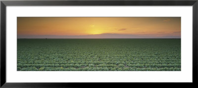 Lettuce Field At Sunset, Fresno, San Joaquin Valley, California, Usa by Panoramic Images Pricing Limited Edition Print image