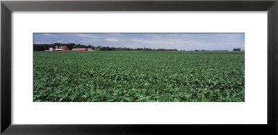 Red Barn In A Soybean Field by Panoramic Images Pricing Limited Edition Print image