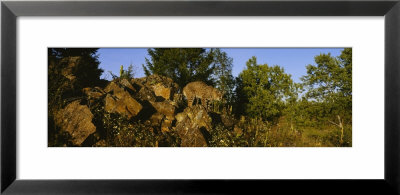 Bobcat Standing On A Rock, Flathead National Forest, U.S. Glacier National Park, Montana, Usa by Panoramic Images Pricing Limited Edition Print image