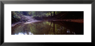 Pool In The Forest, Sneaton, North York Moors, North Yorkshire, England, United Kingdom by Panoramic Images Pricing Limited Edition Print image
