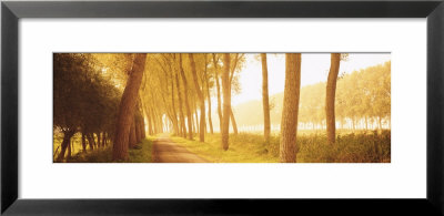 Rural Tree Lined Road, Belgium by Panoramic Images Pricing Limited Edition Print image