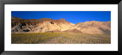 Wild Flowers Grown In The Valley, Death Valley National Park, Nevada, California, Usa by Panoramic Images Pricing Limited Edition Print image