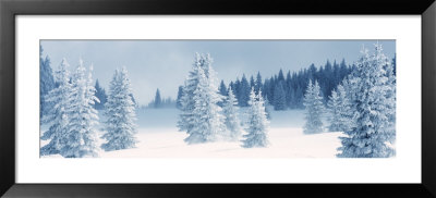 Fresh Snow On Pine Trees, Taos County, New Mexico, Usa by Panoramic Images Pricing Limited Edition Print image