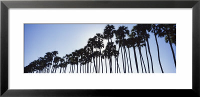 Toddy Palms Near Mahabalipuram Tamil Nadu, Southern India by Panoramic Images Pricing Limited Edition Print image
