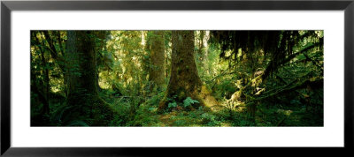 Hoh Rain Forest, Olympic National Park, Washington State, Usa by Panoramic Images Pricing Limited Edition Print image