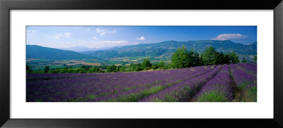 Flowers In Field, Lavender Field, La Drome Provence, France by Panoramic Images Pricing Limited Edition Print image