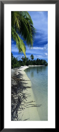 Palm Trees On The Beach, French Polynesia by Panoramic Images Pricing Limited Edition Print image