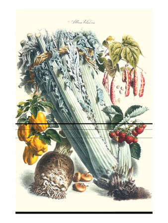 Vegetables; Celery, Bell Peppers, Strawberries, And Legumes by Philippe-Victoire Leveque De Vilmorin Pricing Limited Edition Print image