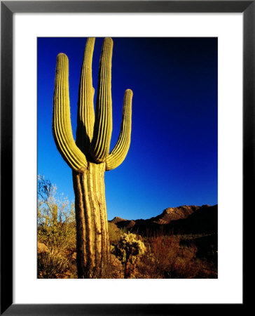 Saguaro At Sunset, Valley View Overlook Trail, Saguaro National Park, Arizona by Witold Skrypczak Pricing Limited Edition Print image