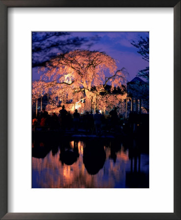 Giant Cherry Blossom Tree In Maruyama Park, Kyoto, Japan by Frank Carter Pricing Limited Edition Print image