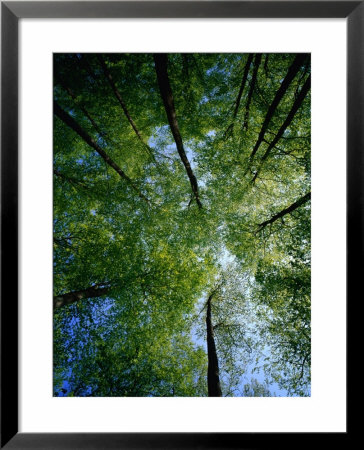 Beechtrees (Fagus Sylvatica), Sodersen National Park, Sweden by Anders Blomqvist Pricing Limited Edition Print image