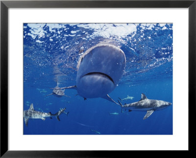A Gray Reef Shark Swims Toward The Camera by Bill Curtsinger Pricing Limited Edition Print image