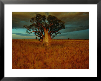 A Boab Tree by Sam Abell Pricing Limited Edition Print image