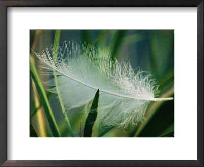 A White Swan Feather Lies Caught In Some Reeds At The Edge Of A Pond by Stephen St. John Pricing Limited Edition Print image