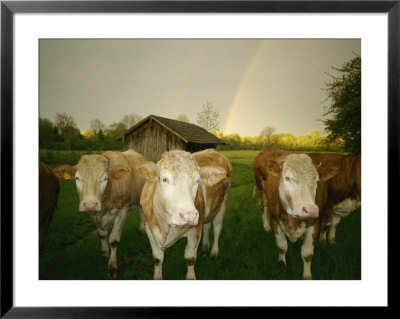Portrait Of A Group Of Cows In A Lush Field by Peter Carsten Pricing Limited Edition Print image